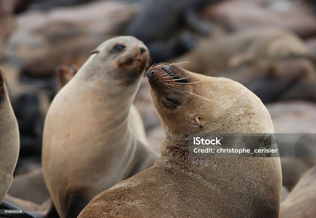 Due guarnizioni - Foto stock royalty-free di Animale