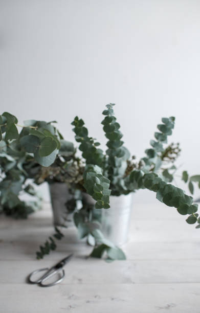 istock Eucalyptus branches in buckets on a wooden table 948052514