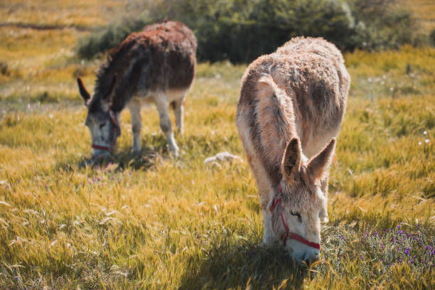 deux ânes mignons manger dans le domaine - tête dun animal photos et images de collection