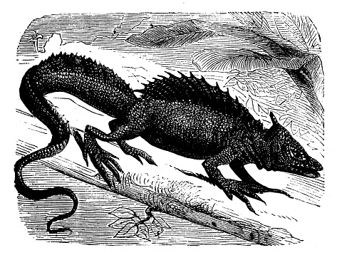 istock Animals antique engraving illustration: Hooded Basilisk 948054882