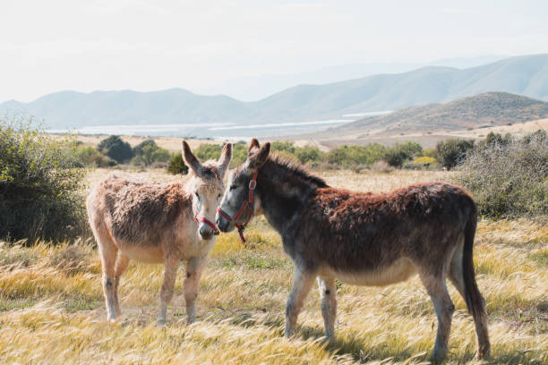 ânes de couple à la recherche à l’autre dans le domaine - tête dun animal photos et images de collection