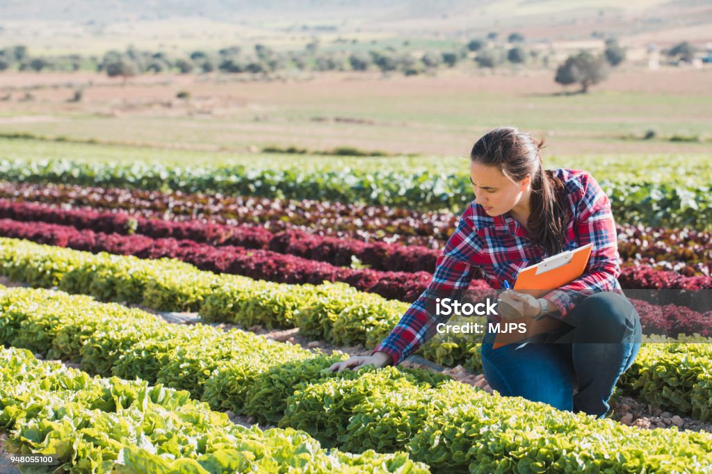 joven técnica trabajando en un campo de lechugas con una carpeta - Foto de stock de Agricultura libre de derechos