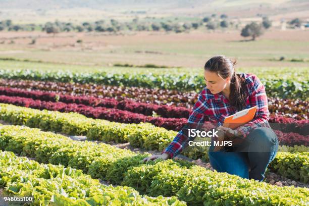 Joven Técnica Trabajando En Un Campo De Lechugas Con Una Carpeta Foto de stock y más banco de imágenes de Agricultura