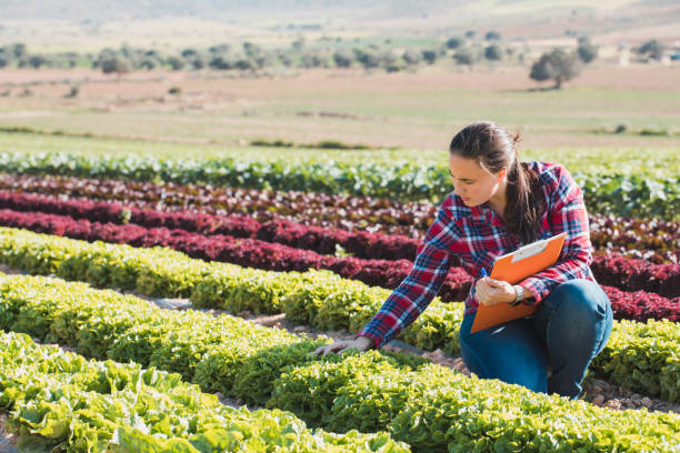 폴더와 양상추의 분야에서 일 하는 젊은 기술 여자 - farm farmer vegetable field 뉴스 사진 이미지