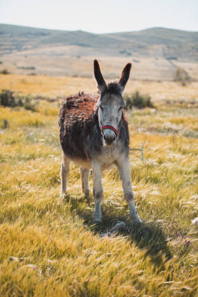 istock cute donkey eating in the field 948055128