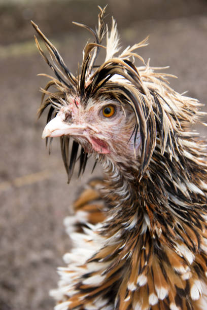 Humorous Wet Frizzled Tolbunt Polish Hen stock photo