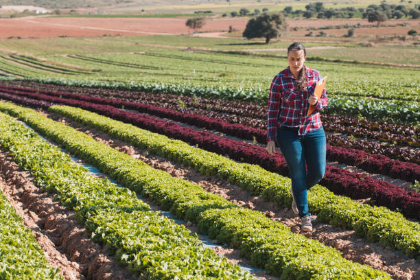 young technical woman working in a field of lettuces with a folder