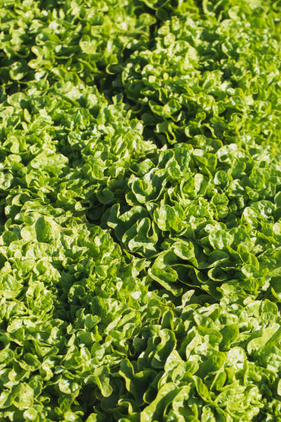 istock green lettuces in a field 948056166