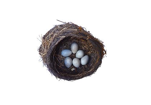 Eggs of a fieldfare bird in the nest. isolate on white background