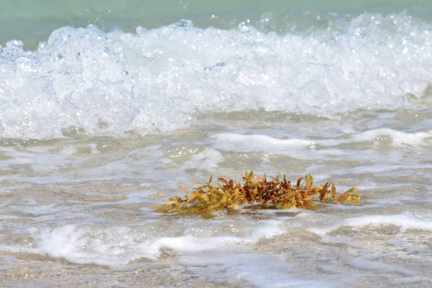 istock Seaweed Floating in the Water Abstract 948057734