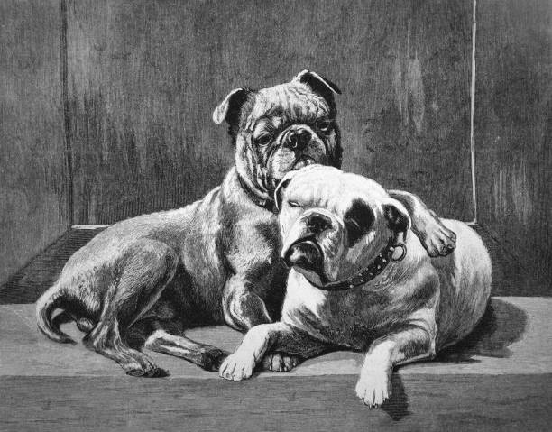 Belgian bulldogs _ 1895 Belgian bulldogs _ 1895 bulldog reading stock illustrations