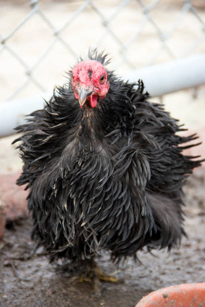 Bizarre Frizzled Cochin Hen Photograph of a bizarre looking chicken walking in her fenced yard. The hen's bright red head contrasts with her fluffy black feathers and gives her the look of being distantly related to a vulture. mud hen stock pictures, royalty-free photos & images