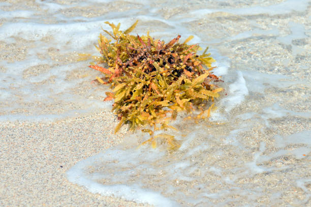 istock Seaweed Floating in the Water Abstract 948063596