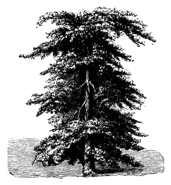 식물학 식물 골동품 조각 그림: 블랙 고무 나무 - tupelo tree stock illustrations