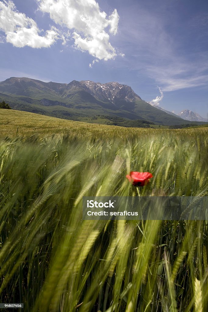 Questo è il mio paese-campo di grano - Foto stock royalty-free di Campo