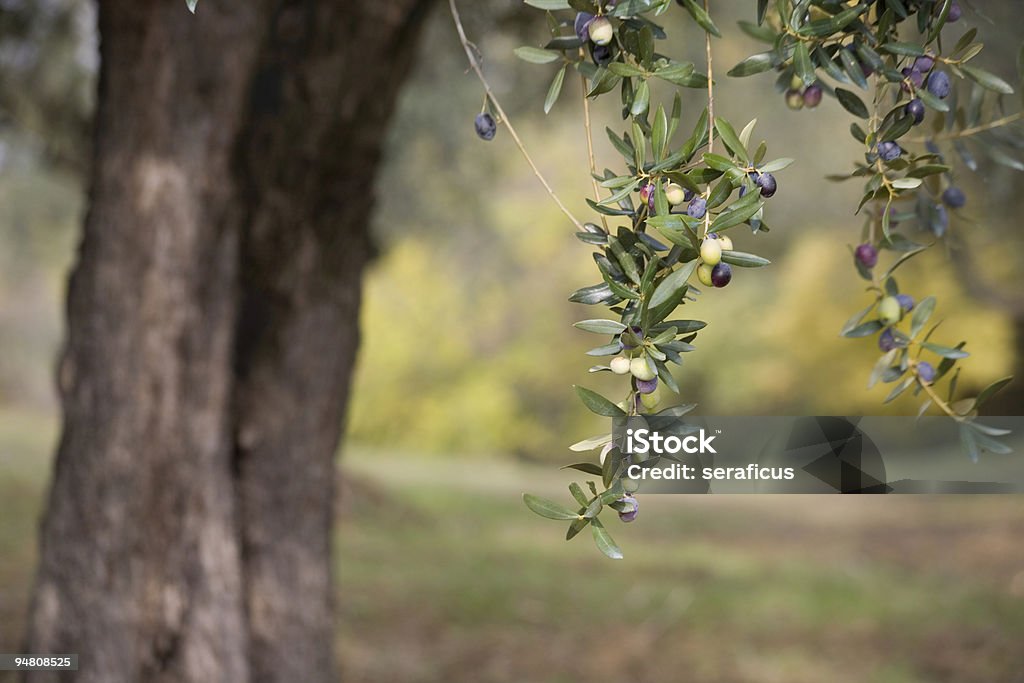 Früchte der olive tree - Lizenzfrei Baum Stock-Foto