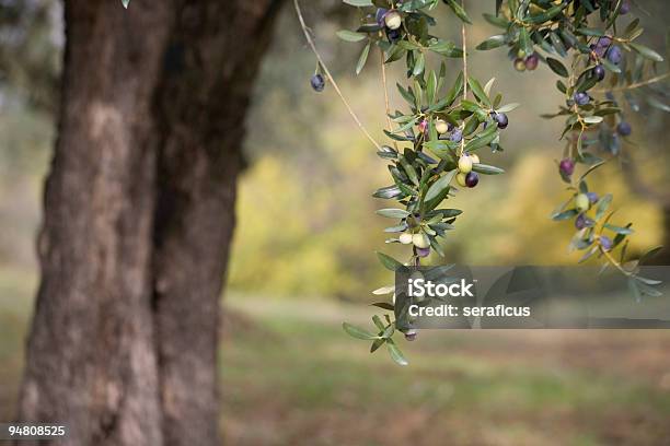 Früchte Der Olive Tree Stockfoto und mehr Bilder von Baum - Baum, Baumrinde, Olive