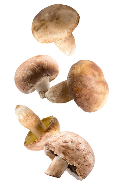 istock white mushrooms isolated on a white background 948087744