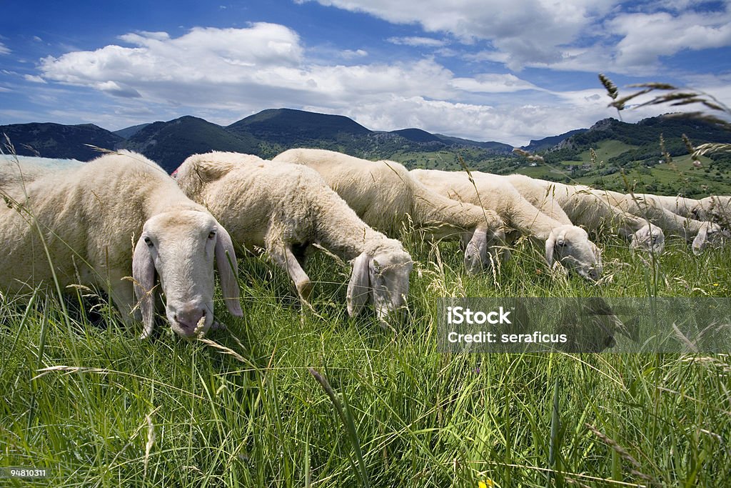 Ovelhas na grama - Foto de stock de Abruzzo royalty-free