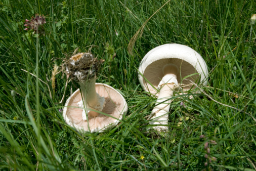 Tasty white champignon mushroom on a white background.