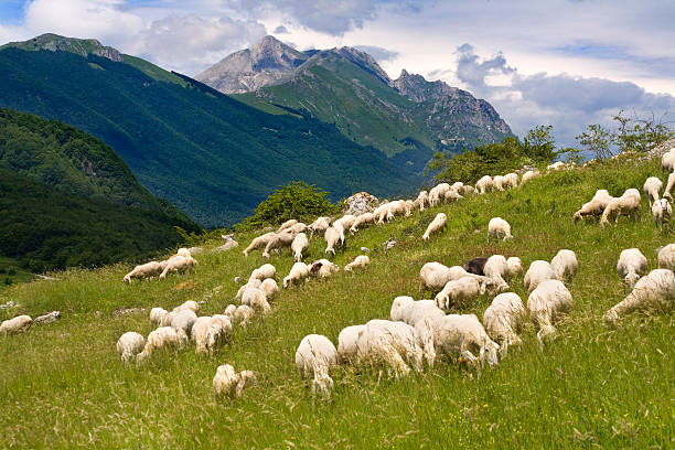 Green hills with a flock of sheep grazing Flock of sheep grazing on a mountain slope. Other images in: sheep flock stock pictures, royalty-free photos & images