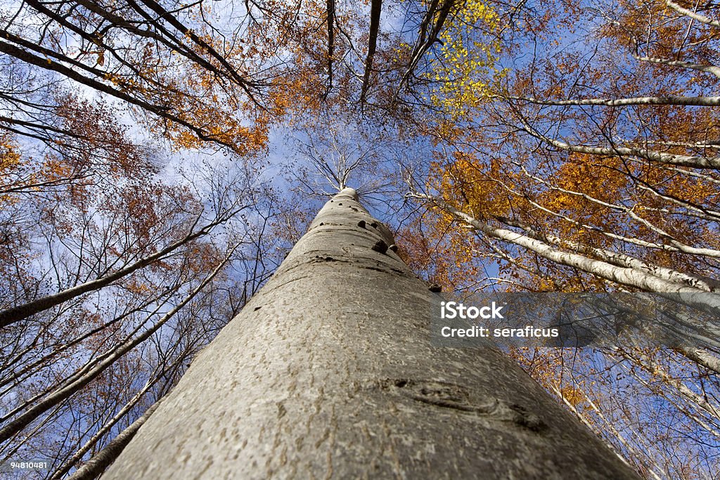 Sotto la Faggio - Foto stock royalty-free di Albero