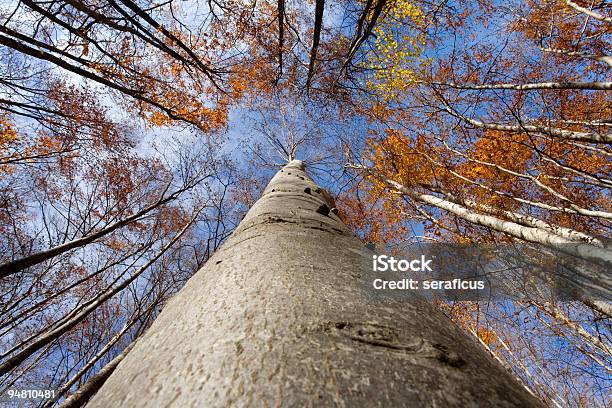 ブナノキの下 - 大きいのストックフォトや画像を多数ご用意 - 大きい, 巨人, 樹木