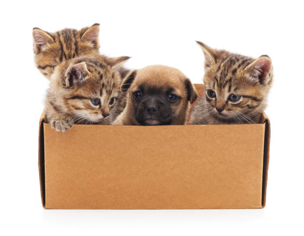 istock Puppy and kittens in a box. 948107064