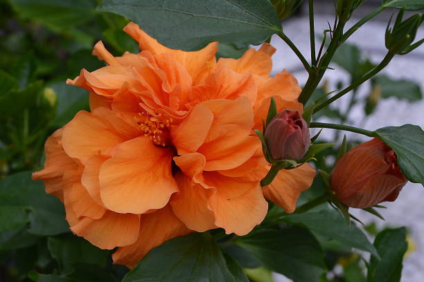 istock Beautiful hibiscus flower 948115874