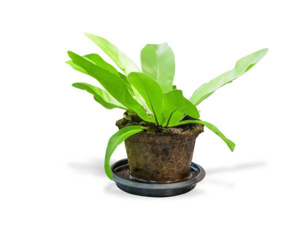 istock Ornamental plants in pot and spout,isolated on white background with clipping path. 948121506