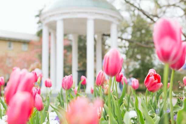 UNC-Chapel Hill Old Well in the Spring stock photo