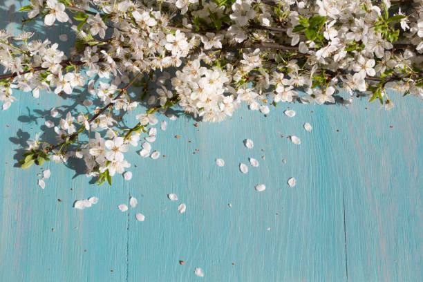 istock White cherry blossom on blue wooden table. Spring background. 948136912