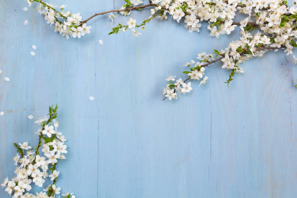 istock Cherry blossom tree on blue wooden background. 948136948