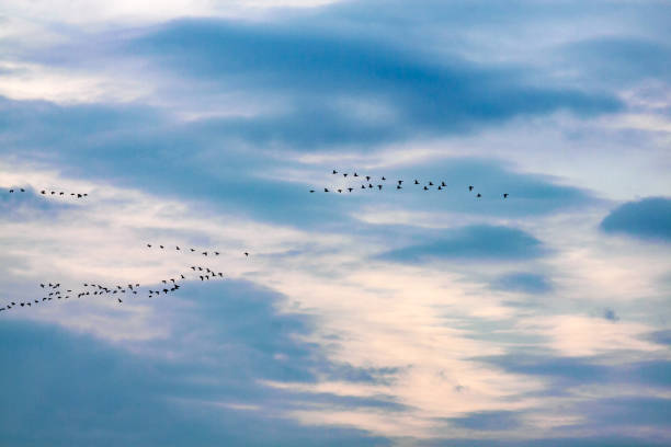 istock flock of geese in flight 948141600