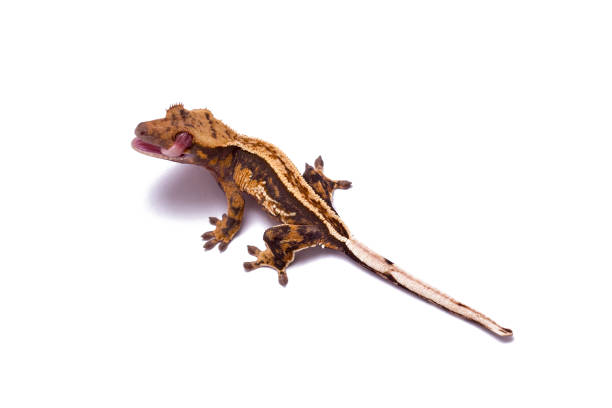 istock Crested gecko licking his eye. White background. 948142364