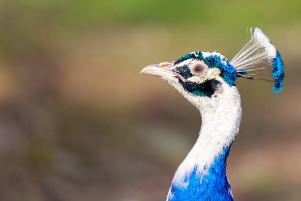 istock The Indian peafowl or blue peafowl 948150994