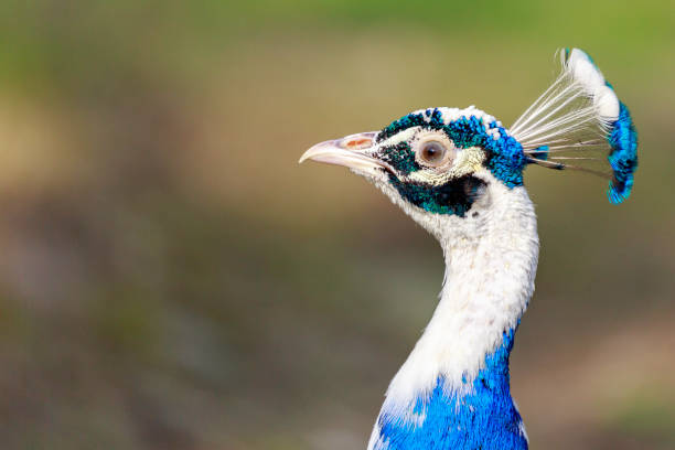 istock The Indian peafowl or blue peafowl 948151122