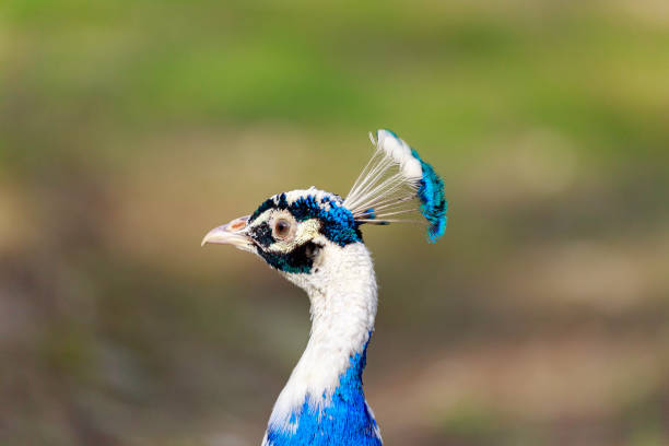 istock The Indian peafowl or blue peafowl 948151218