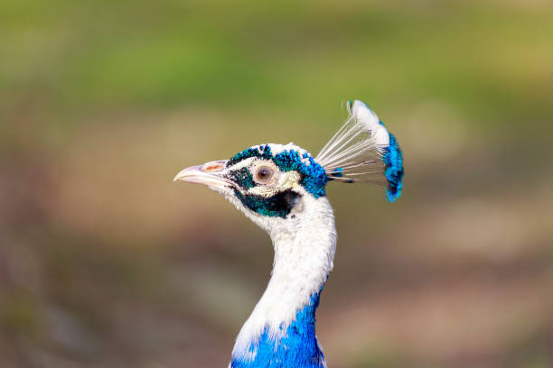 istock The Indian peafowl or blue peafowl 948151226