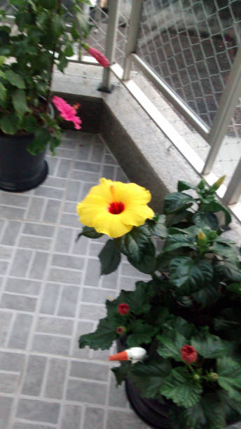 istock Flowers on the Balcony 948151912