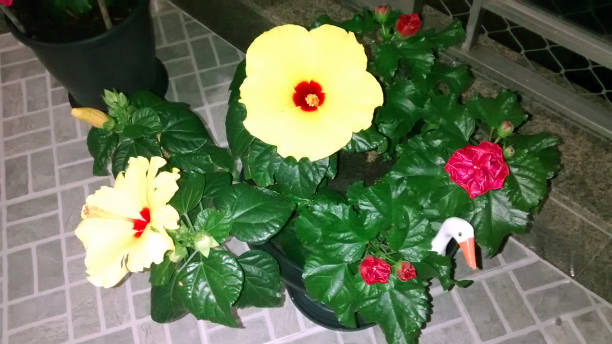 istock Flowers on the Balcony 948151962