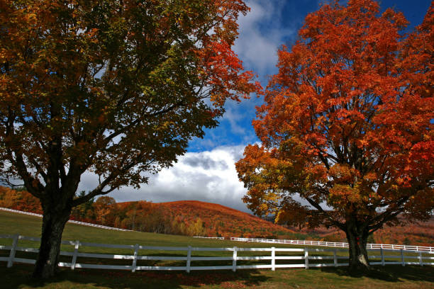 árvore mostrando as cores de Outono no lado do país - foto de acervo