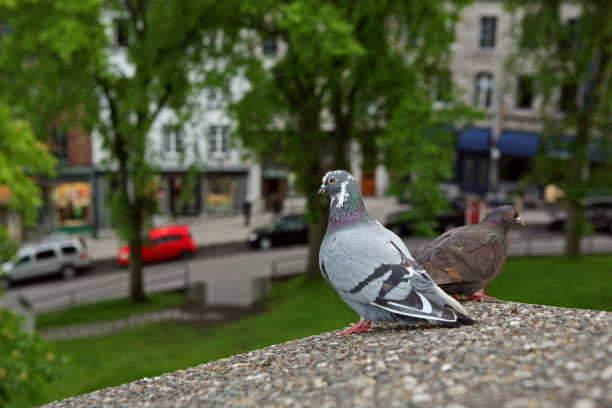 dois pombos, sentado em uma parede sobre um parque na antiga cidade de quebec Canadá - foto de acervo