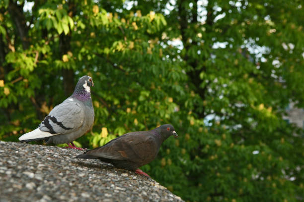 dois pombos, sentado em uma parede sobre um parque na antiga cidade de quebec Canadá - foto de acervo