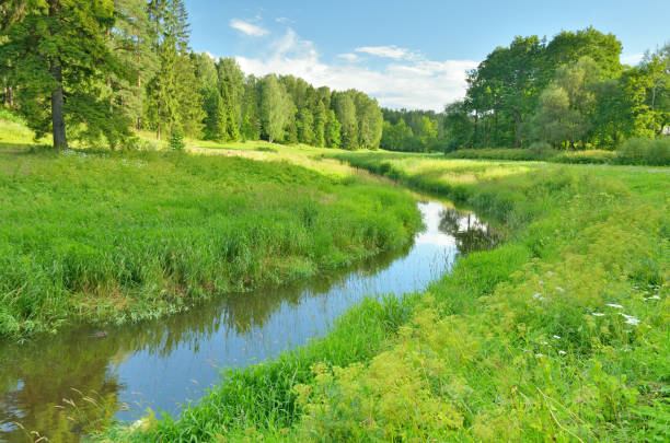 istock Sunny landscape in the forest. 948153634