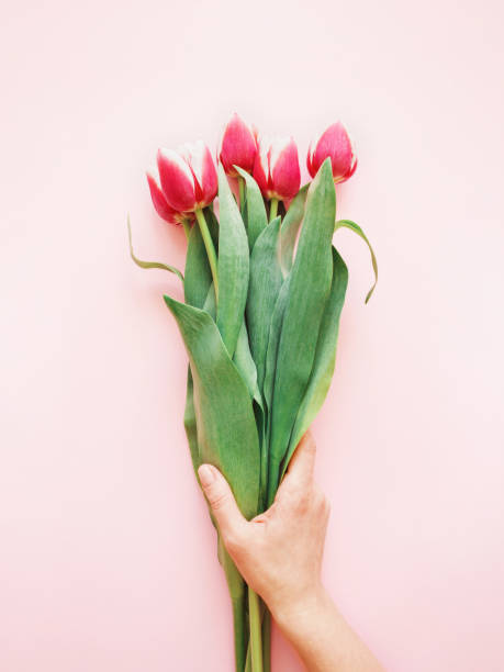 istock Woman's hand holding tulips. 948157856