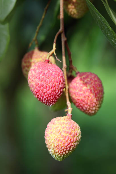 istock Its lychee picking time at ranisonkoil, thakurgoan, Bangladesh. 948158196
