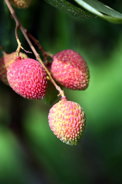 istock Its lychee picking time at ranisonkoil, thakurgoan, Bangladesh. 948160742