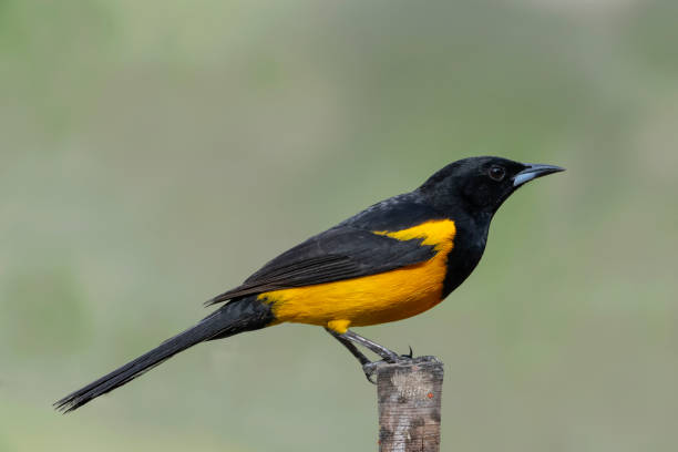 istock Black-vented Oriole on a Wooden Perch 948163396