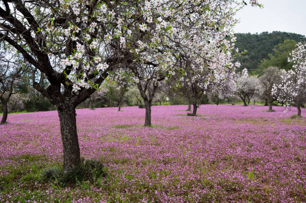 Beautiful field with almond trees full of white blossoms and purple vail  of flowers in the ground, early in spring.